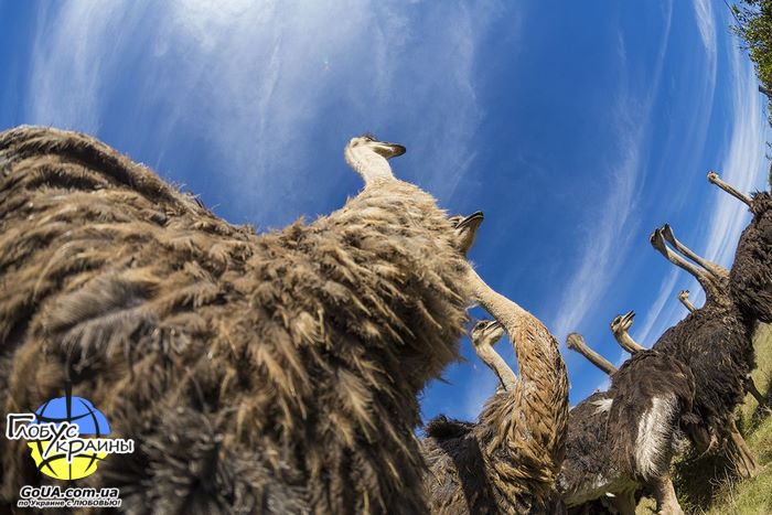 страусиная ферма мелитополь экскурсия из запорожья глобус украины